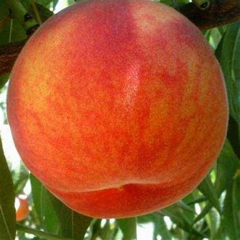 J.H. HALE ŞEFTALİ FİDANI